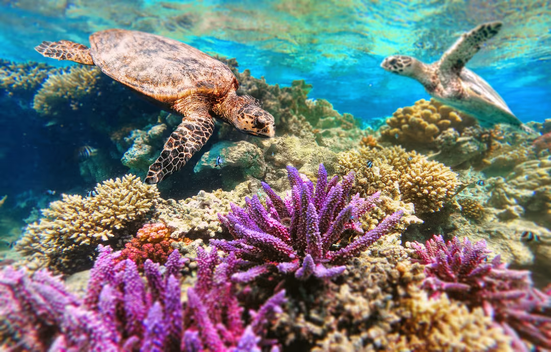 Egypt's coral reef ecosystems are fragile.
ID 187834167 © Artushfoto | Dreamstime.com