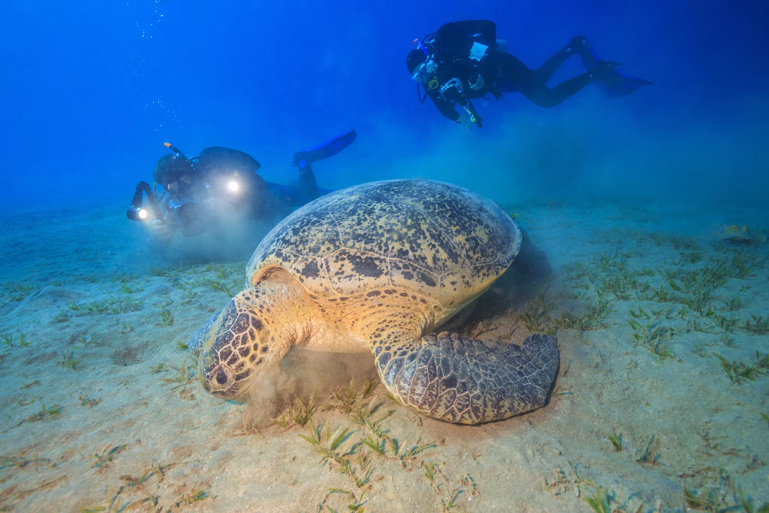 Divers with green sea turtle
ID 66144263 © Stanislav Moroz | Dreamstime.com