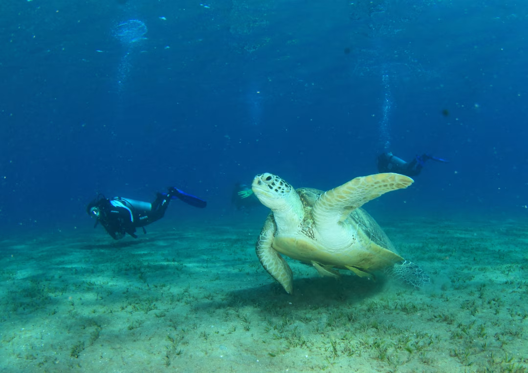 Divers, green turtle, seagrass- Marsa Alam area.
ID 120884290 © Petr Zamecnik | Dreamstime.com