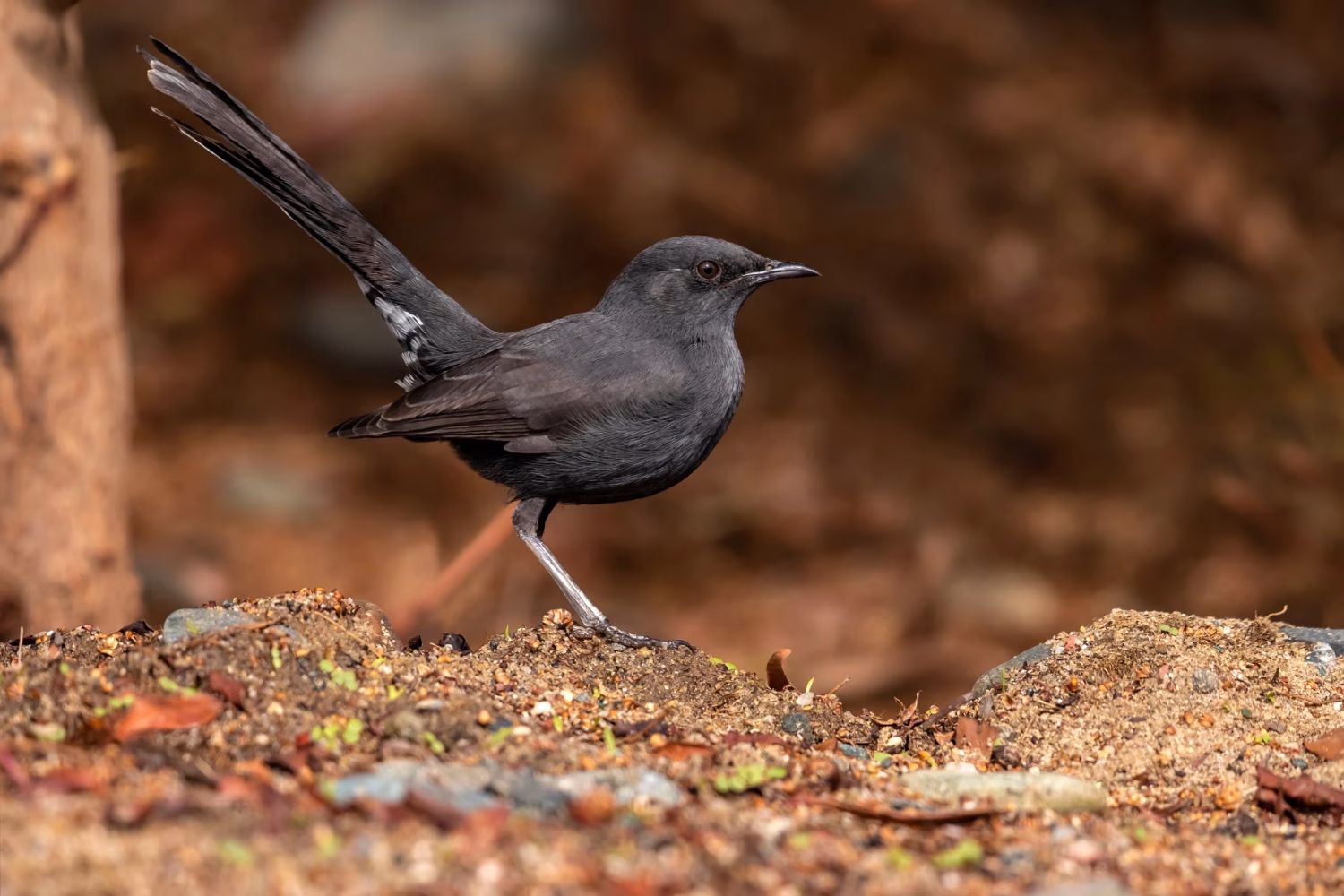 A Black Bush Robin at Lahami Bay Resort
Photo: Agami Photo Agency/Shutterstock.com