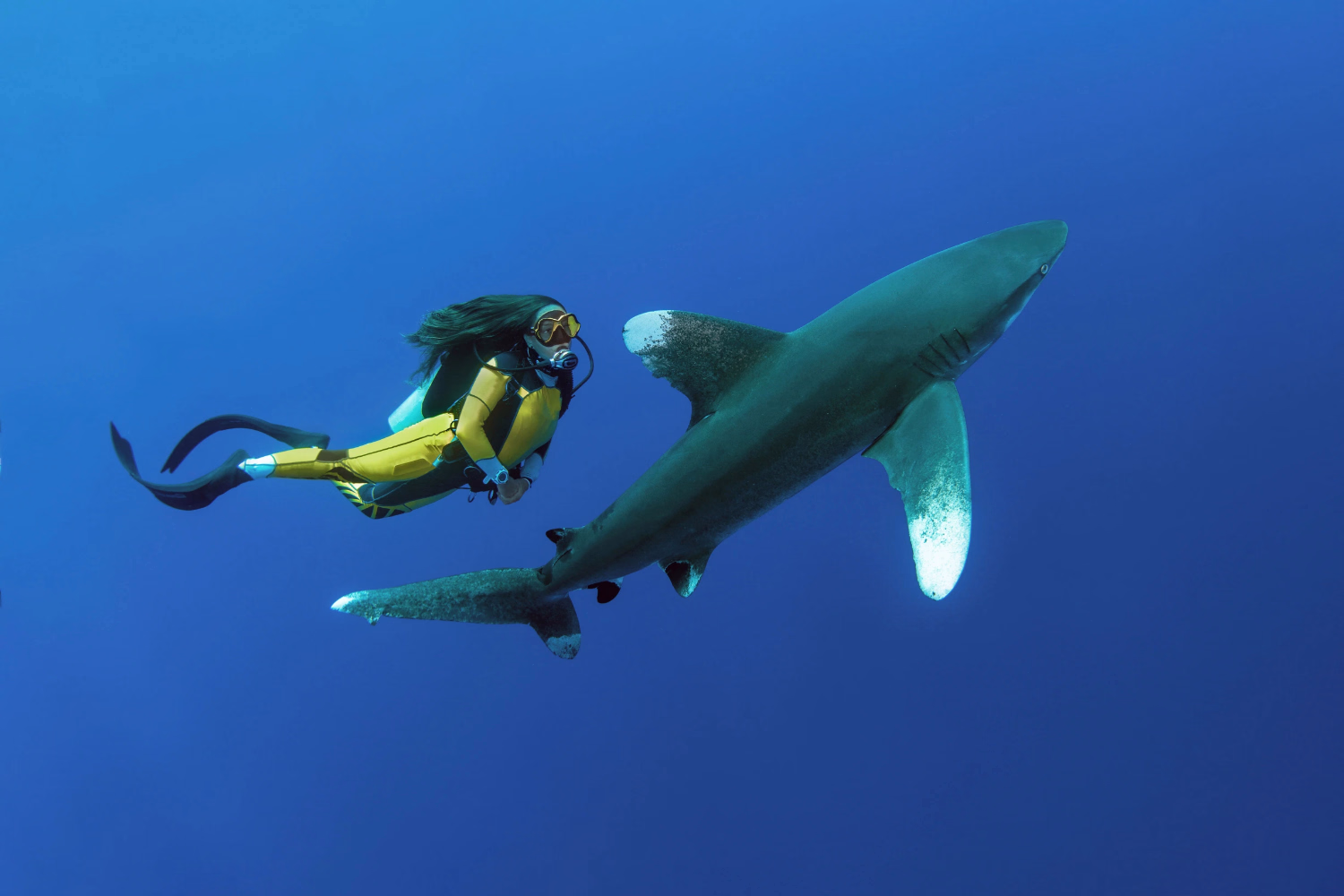 A diver with an oceanic at Elphinstone Reef
Photo credit: Damir Zurub/Shutterstock.com