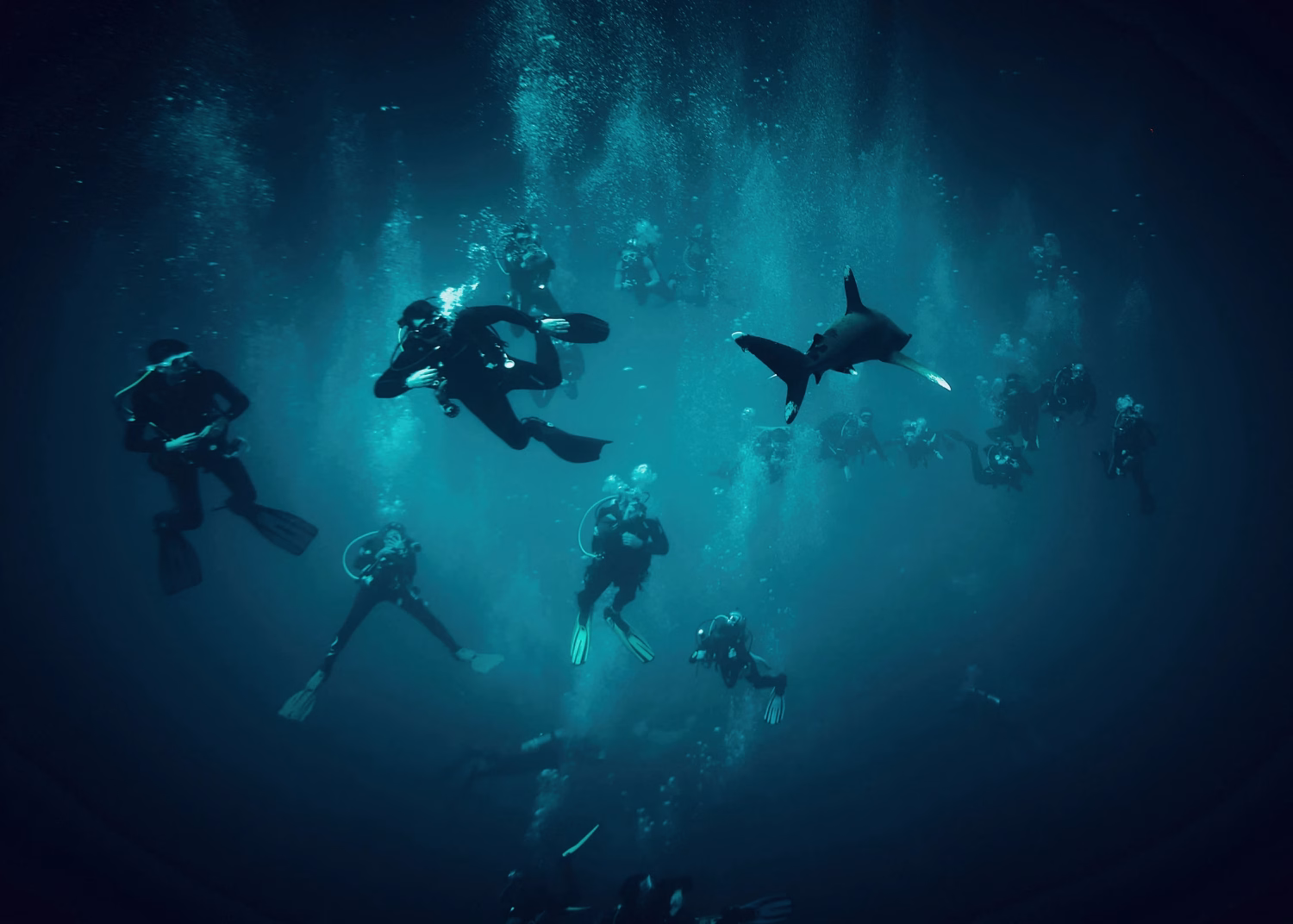 An oceanic swims through a large group of divers somewhere off Egypt's Red Sea coast.
Photo credit: udmurd/Shutterstock.com