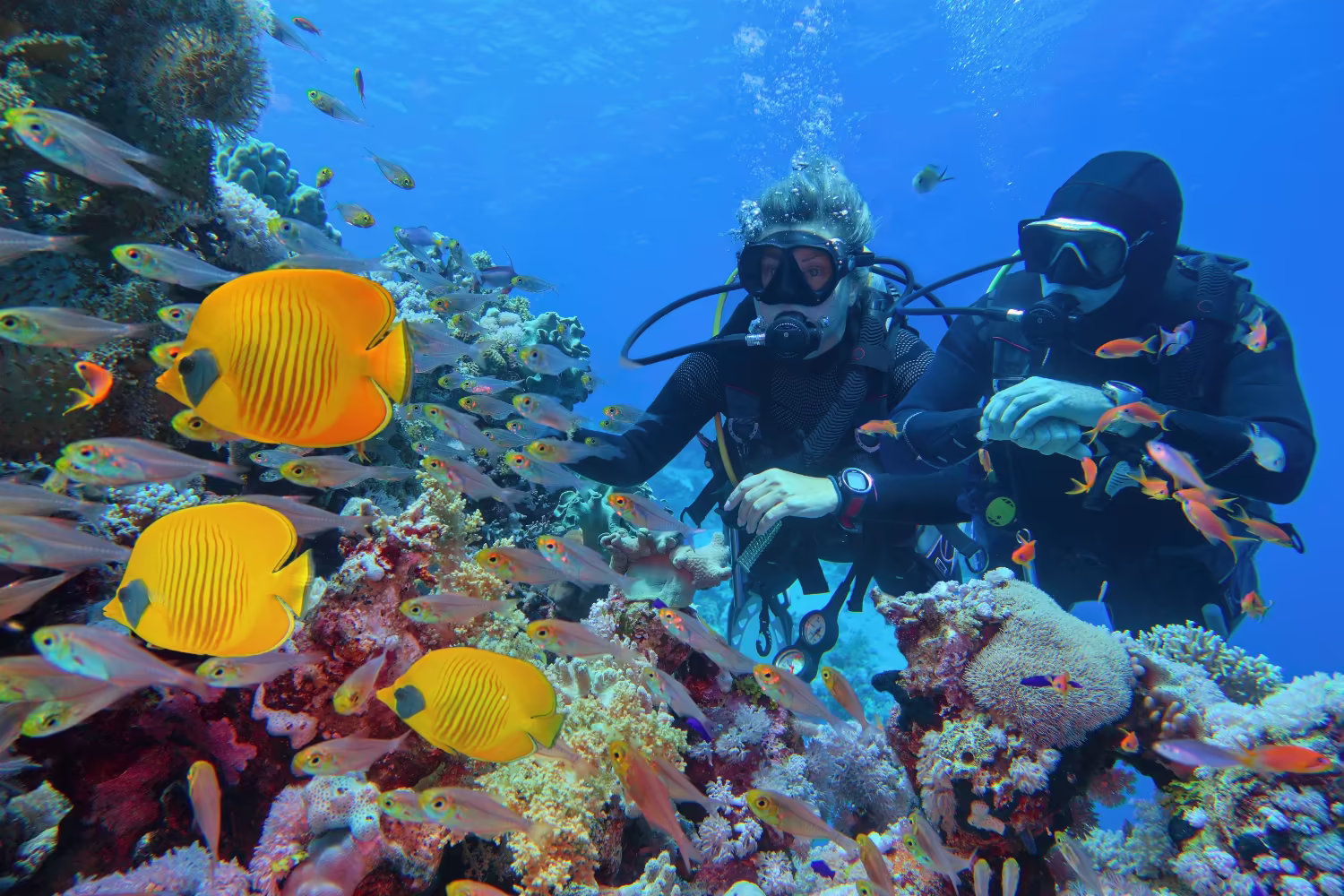Butterfly fish (left) watched by two divers 
Photo credit: Tunatura/Shutterstock.com