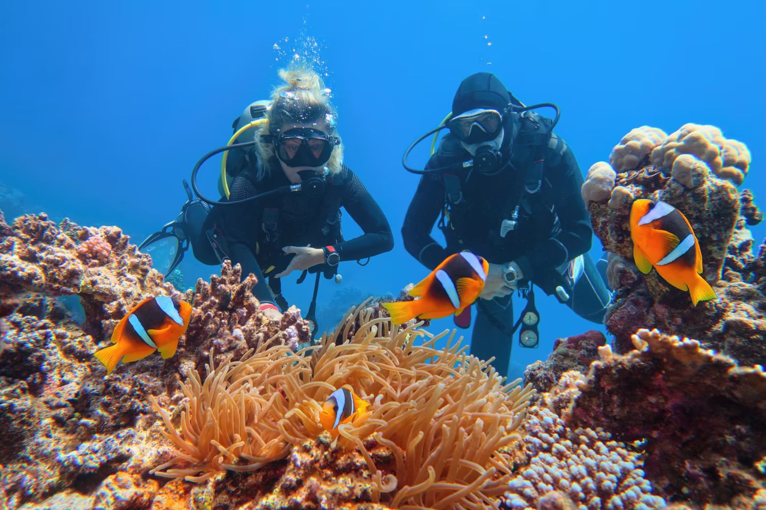 Clownfish charm divers on a coral reef dive. 
Photo credit: Tunatura/Shutterstock.com