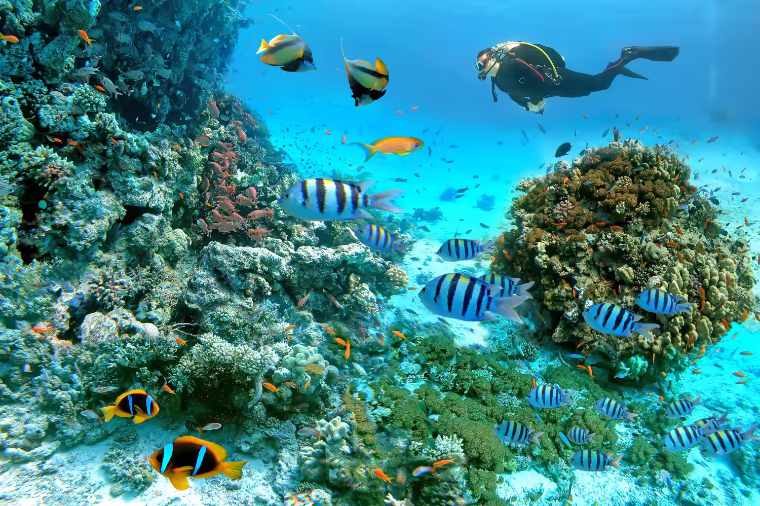 Red Sea reefs burst with life, color, and motion. 
Photo credit: branislavpudar/Shutterstock.com
