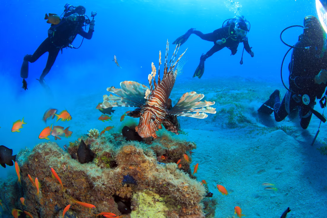 Scuba divers drift past a lionfish 
ID 21837345 © Stanislav Moroz | Dreamstime.com