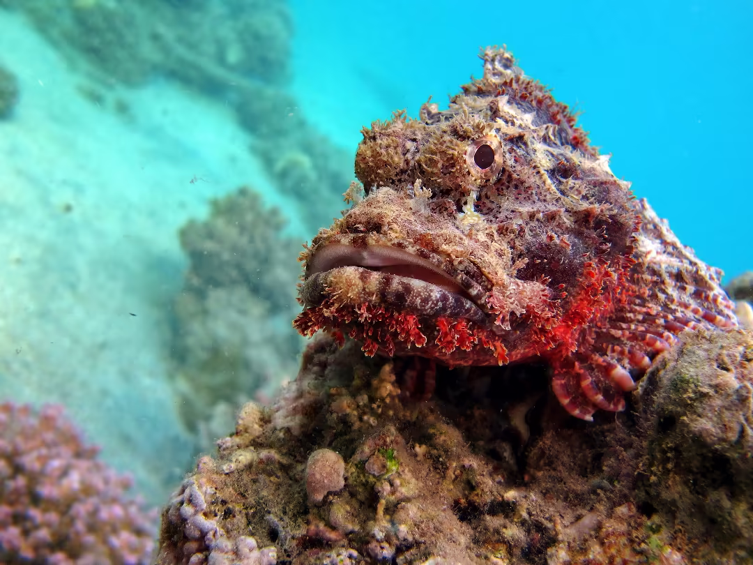 It takes a sharp eye to spot the bearded scorpionfish 
ID 260070704 © Vitalii Kalutskyi | Dreamstime.com