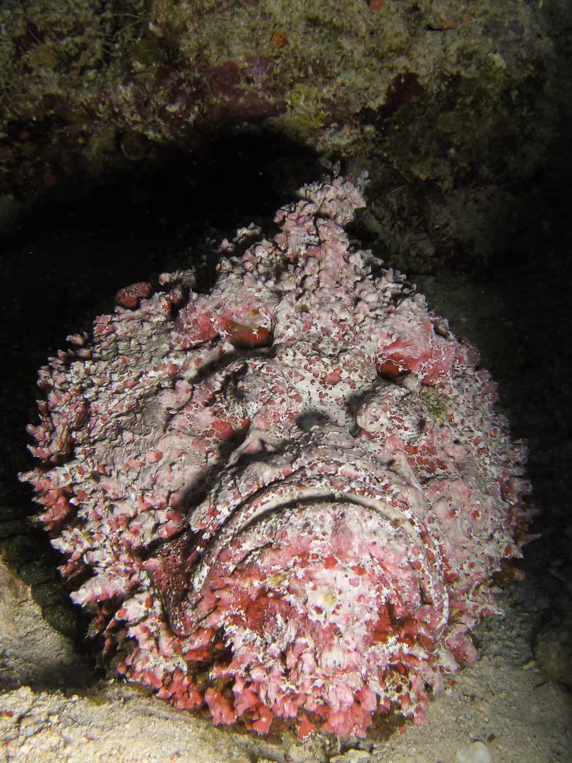 Beware the sting of the stonefish. 
ID 6481506 © Pawel Borowka | Dreamstime.com