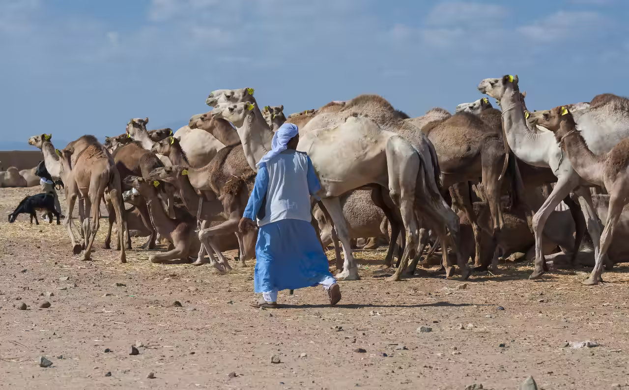 A trader with camels at Shalateen. 
Paul Vinten/Shutterstock.com