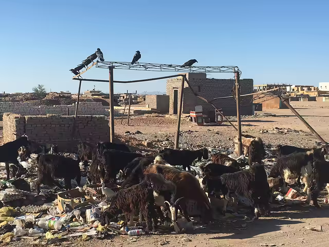 More goats at Shalateen 
Hatem Moushir CC BY-SA 4.0 Wikimedia