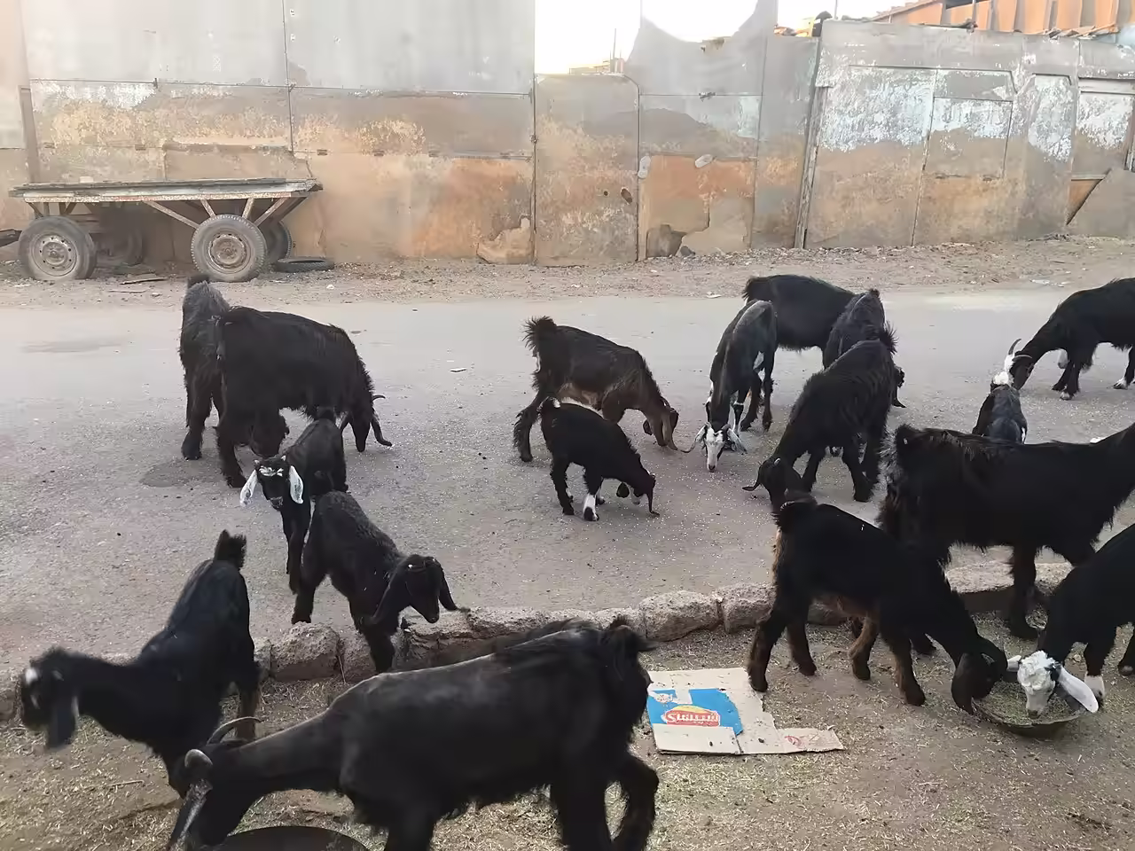 Goats on a Shalteen street. 
Hatem Moushir CC BY-SA 4.0 Wikimedia