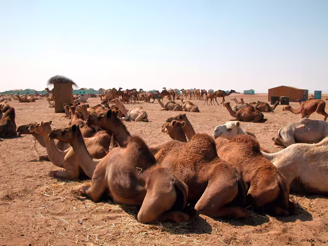 A large number of camels at Shalateen 
ID 132988083 © Gunold | Dreamstime.com